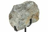 Fossil Hadrosaur Caudal Vertebra w/ Metal Stand - Texas #250271-2